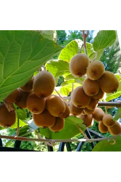 Актинідія делікатесна Зеспрі Ред плоди на дереві